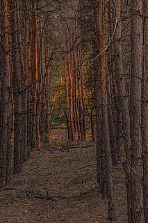 Skov, fyrretræ, ray, lys, træ, jord, træstamme, bagagerum, skønhed i naturen, efterår, natur, plante, ro, ikke-urbane scene, scenics - natur, rolig scene, ingen mennesker, idyllisk, bare træ, miljø, vejen frem, landskab, lave om, efterårssamling, fyrreskov, 4K, CC0, offentligt domæne, royaltyfrie