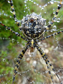 edderkop, insekt, netværk, dyr, arachnid, edderkoppespind, overlevelse, dyre temaer, et dyr, dyreliv, dyr i naturen, hvirvelløse, tæt på, leddyr, fokus på forgrunden, skrøbelighed, natur, ingen mennesker, dag, udendørs, selektiv fokusering, dyr kropsdel, web, dyr ben, dyr øje, 4K, CC0, offentligt domæne, royaltyfrie