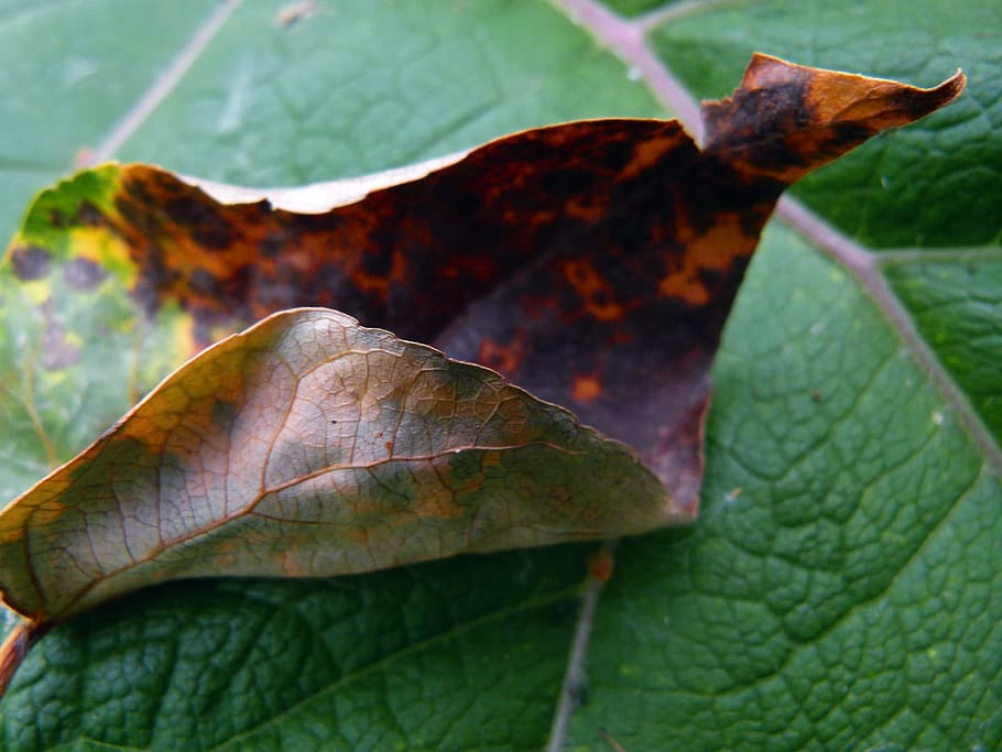 blad, efterår, død, sæson, blad, efterår, død, sæson, oktober, løv, Brun, sæson-, november, høst, september, naturlig, taksigelse, tør, Skov, levende, lave om, botanik, miljø, stilk, flora, økologi, udendørs, øko, gammel, tæt på, natur, ingen mennesker, grøn farve, plante del, bladvenen, plante, dag, skrøbelighed, sårbarhed, skønhed i naturen, vækst, fokus på forgrunden, blade, ahorn blad, dug, 720P