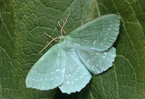 verde, farfalla, arroccato, foglia, falena, macro, lepidotteri, Britannico, natura, insetto, Ali, un animale, avvicinamento, colore verde, temi animali, animali allo stato selvatico, farfalla - insetto, bellezza nella natura, parte vegetale, pianta, giorno, vena fogliare, nessuno, invertebrato, crescita, vista dall'alto, all'aperto, fauna selvatica, animale, far cadere, acqua, ala animale, le foglie, goccia di pioggia, 5K, CC0, dominio pubblico, privo di copyright