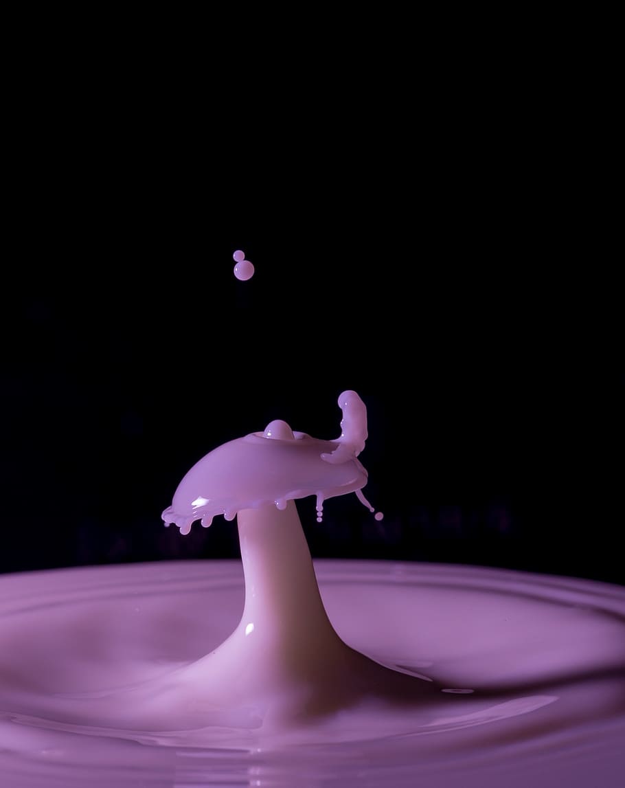 foto, porpra, líquid, impacte, gotes, llet, llana, bolets, macro, detall, joc, degoteig, esprai, col·lisió, focus, art, líquid artístic, esquitxades, tir de l'estudi, primer pla, a l'interior, cap gent, tirar, moviment, aigua, còpia espai, color rosa, fons negre, representació, producte diari, menjar i beguda, naturalesa, representació animal, davant del mar, beure, 720P