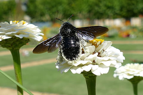humlebi, insekt, pollen, befrugtning, frø, sort, tæt på, blomst, vinge, natur, have, blomstrende plante, hvirvelløse, plante, friskhed, skønhed i naturen, skrøbelighed, dyre temaer, sårbarhed, dyr, et dyr, blomsterhoved, dyr i naturen, dyreliv, kronblad, fokus på forgrunden, vækst, bestøvning, ingen mennesker, dyrefløj, sommerfugl - insekt, 5K, CC0, offentligt domæne, royaltyfrie