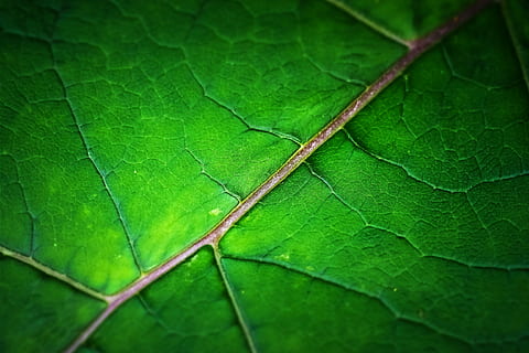 Makrofotografie, Grün, Blatt, Struktur, Textur, Hintergrund, Natur, Muster, Strukturen, Blattadern, Blätter, Makro, schließen, Farbe, Oberfläche, Pflanze, Detailfoto, frisch, Licht, Stimmung, Pflanzenteil, grüne Farbe, keine Leute, Nahansicht, Blattvene, Wachstum, ein Tier, Tier, Insekt, Schönheit in der Natur, Tierthemen, Tag, Tierwelt, Vollbild, Tiere in freier Wildbahn, wirbellos, draußen, 4K, CC0, gemeinfrei, lizenzfrei