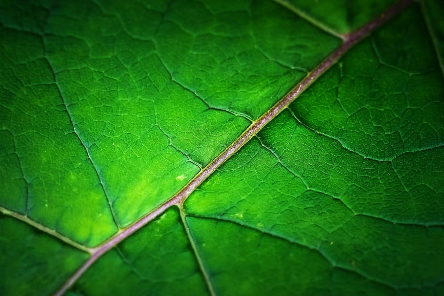 Makrofotografie, Grün, Blatt, Struktur, Textur, Hintergrund, Natur, Muster, Strukturen, Blattadern, Blätter, Makro, schließen, Farbe, Oberfläche, Pflanze, Detailfoto, frisch, Licht, Stimmung, Pflanzenteil, grüne Farbe, keine Leute, Nahansicht, Blattvene, Wachstum, ein Tier, Tier, Insekt, Schönheit in der Natur, Tierthemen, Tag, Tierwelt, Vollbild, Tiere in freier Wildbahn, wirbellos, draußen, 4K