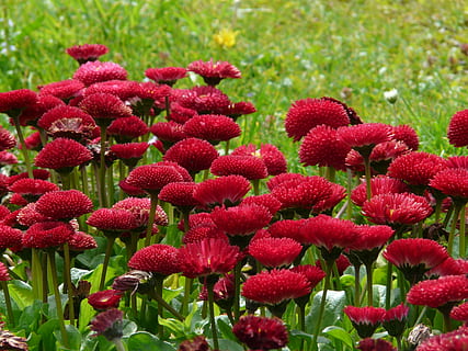 blomst, daisy, rød, tæt, plante, røve roy, sommer, kultivar, farverig, farve, forår, flor, natur, blomstre, have, parkere, blomsterhoved, vækst, blomstrende plante, skønhed i naturen, friskhed, tæt på, ingen mennesker, skrøbelighed, sårbarhed, dag, Mark, jord, græs, blomsterstand, udendørs, grøn farve, 2K, CC0, offentligt domæne, royaltyfrie
