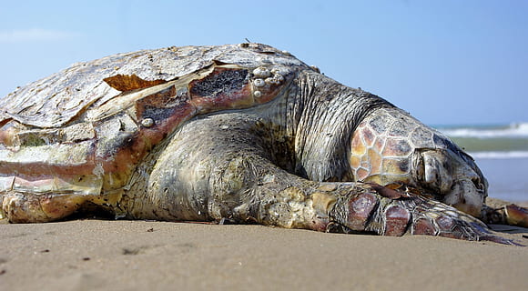 verd, marró, tortuga marina, platja, tortuga, mar, sorra, mort, criatura, animal, panzer, tancar, busseig, naturalesa, vida marina, Costa, criatura d’aigua, món submarí, animals aquàtics, nedar, rèptil, vida salvatge, un animal, cap gent, dia, temes d'animals, a l'aire lliure, terra, aigua, animals a la natura, fauna animal, la vida marina, marí, relaxació, sota l'aigua, estirat, 4K, CC0, domini públic, lliure de regalies