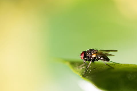 Mikro, Fotografie, schwarz, fliegen, Grün, Blatt, Stubenfliege, Insekt, Fehler, Makro, Natur, wirbellos, Tierthemen, Tierwelt, Tier, ein Tier, Tiere in freier Wildbahn, Nahansicht, selektiver Fokus, grüne Farbe, Tierflügel, keine Leute, Pflanzenteil, Pflanze, Schönheit in der Natur, Gliederfüßer, Tierauge, 5K, CC0, gemeinfrei, lizenzfrei