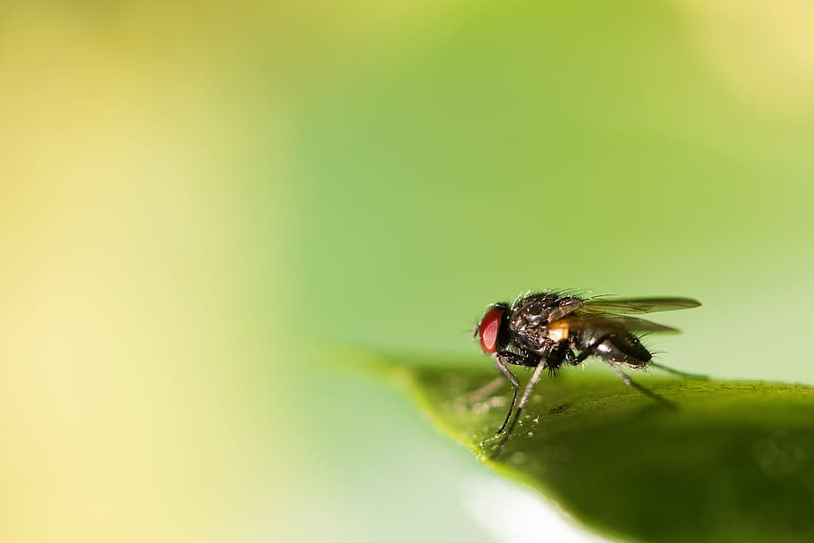 Mikro, Fotografie, schwarz, fliegen, Grün, Blatt, Stubenfliege, Insekt, Fehler, Makro, Natur, wirbellos, Tierthemen, Tierwelt, Tier, ein Tier, Tiere in freier Wildbahn, Nahansicht, selektiver Fokus, grüne Farbe, Tierflügel, keine Leute, Pflanzenteil, Pflanze, Schönheit in der Natur, Gliederfüßer, Tierauge, 5K