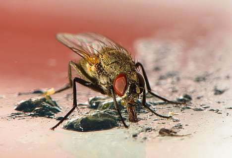 létat, makro, krmení, hmyz, křídla, jídlo, Příroda, hlava, oči, zavřít, Chyba, diptera, zvíře, zvířat, jednoho zvířete, zvířata ve volné přírodě, bezobratlý, detail, selektivní zaměření, nikdo, zvířecí křídlo, část těla zvířete, venku, den, oko, členovců, plná délka, zvířecí oko, zvířecí hlavy, 1080P, CC0, veřejná doména, bez autorských práv