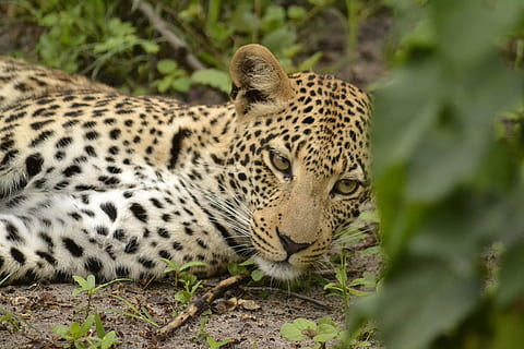 vida salvatge, lleopard, botswana, temes d'animals, felí, gat gran, fauna animal, animal, animals a la natura, un animal, mamífer, gat, cap gent, carnivora, arbre, naturalesa, vertebrats, tacat, planta, terra, dia, bosc, a l'aire lliure, bigotis, gat no domesticat, cap d’animals, 4K, CC0, domini públic, lliure de regalies