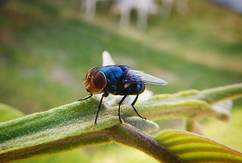 volare, insetto, volante, ditteri, natura, invertebrato, temi animali, animale, fauna selvatica, un animale, animali allo stato selvatico, avvicinamento, parte vegetale, foglia, colore verde, nessuno, pianta, concentrarsi sulle conoscenze acquisite, giorno, ala animale, all'aperto, messa a fuoco selettiva, piccolo, occhio animale, 2K, CC0, dominio pubblico, privo di copyright