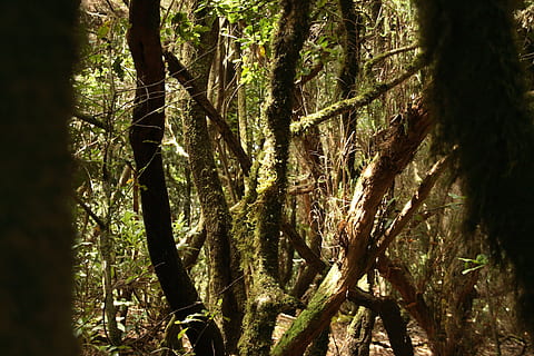 Wald, gruslig, Lorbeer, eindringlich, Licht, Moos, bewachsen, Bäume, Log, Natur, Grün, Wildnis, mystisch, Baumstamm, Baum, draußen, Pflanze, Kofferraum, Wachstum, Land, Schönheit in der Natur, Ruhe, Tag, keine Leute, Sonnenlicht, Nicht-städtische Szene, Ast, ruhige Szene, grüne Farbe, Flachwinkelansicht, Regenwald, Bambuspflanze, 4K, CC0, gemeinfrei, lizenzfrei