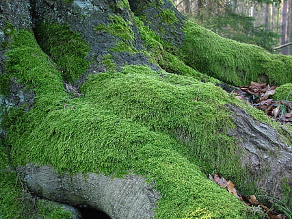 green, grass, growing, tree roots, tree, root, moss, nature, plant, green color, growth, beauty in nature, forest, tranquility, day, scenics - nature, non-urban scene, land, rock, tranquil scene, rock - object, solid, lush foliage, outdoors, no people, 2K, CC0, public domain, royalty free