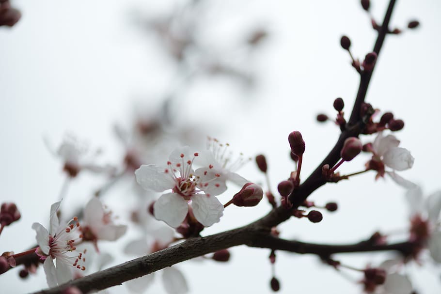 spring, flower, nature, green, plant, white, blossom, floral, natural, bloom, garden, fresh, season, flora, seasonal, flowering plant, tree, freshness, fragility, beauty in nature, growth, springtime, branch, vulnerability, close-up, white color, selective focus, no people, focus on foreground, twig, botany, flower head, plum blossom, outdoors, pollen, cherry blossom, cherry tree, 5K