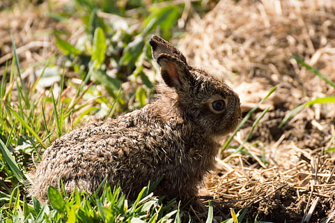 hare, Påske hare, kanin, hare baby, kanin baby, vildt dyr, dyr, dyre temaer, dyreliv, dyr i naturen, et dyr, pattedyr, hvirveldyr, plante, Mark, jord, natur, græs, ungt dyr, ingen mennesker, dag, fokus på forgrunden, tæt på, selektiv fokusering, sidebillede, sollys, udendørs, dyr hoved, planteædende, profilvisning, 4K, CC0, offentligt domæne, royaltyfrie