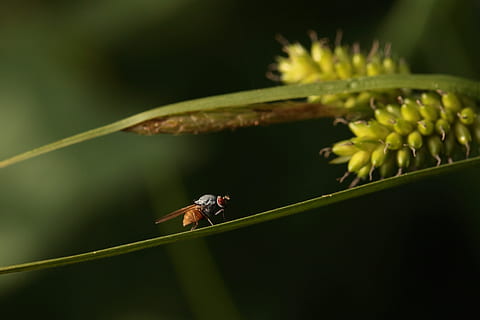 mosca, inseto, macro, voar, grama, inseto de vôo, flor de capim, macro de insetos, um animal, temas animais, ao ar livre, animais selvagens, dia, ninguém, animal, invertebrado, animais em estado selvagem, plantar, fechar-se, parte da planta, natureza, folha, focar em primeiro plano, foco seletivo, cor verde, empoleirar, beleza na natureza, formiga, 4K, CC0, domínio público, royalty free