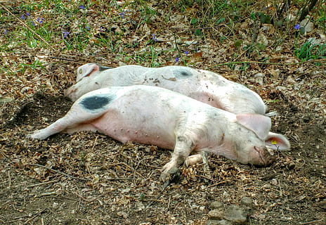 porcs, dos, parell, dormir, endormiscat, rosa, granja, dormit, animal, temes d'animals, mamífer, nacional, un animal, animals domèstics, mascotes, vertebrats, terra, camp, relaxació, cap gent, estirat, dia, naturalesa, vista d’angle alt, dorment, caní, gos, porc, 2K, CC0, domini públic, lliure de regalies