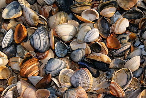 conchiglie di conchiglia, conchiglie, conchiglia, spiaggia, sabbia, natura, mollusco, colori, guscio di animale, grande gruppo di animali, temi animali, grande gruppo di oggetti, sfondi, nessuno, gruppo di animali, fotogramma intero, abbondanza, fauna selvatica, animale, frutti di mare, mitilo, giorno, scelta, avvicinamento, natura morta, vista dall'alto, variazione, all'aperto, marino, 4K, CC0, dominio pubblico, privo di copyright