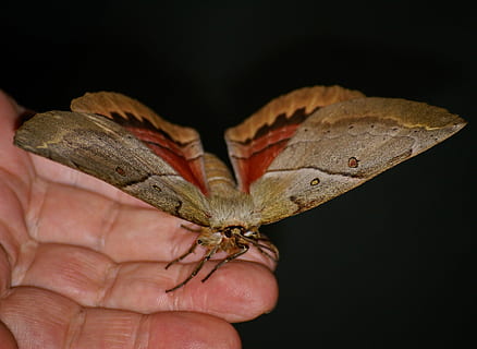 falena, insetto, Marrone, ala, mano, grande, notte, Queensland, Australia, un animale, temi animali, fauna selvatica, animali allo stato selvatico, sfondo nero, mano umana, parte del corpo umano, parte del corpo, una persona, dito umano, dito, avvicinamento, detenzione, invertebrato, ala animale, natura, farfalla - insetto, 2K, CC0, dominio pubblico, privo di copyright