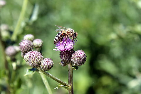 Distel, Blumen, Biene, Insekt, wilde Blume, Blume, blühende Pflanze, Pflanze, Schönheit in der Natur, Frische, Zerbrechlichkeit, Verletzlichkeit, Tierthemen, Tier, Wachstum, Tierwelt, Tiere in freier Wildbahn, wirbellos, Nahansicht, Blütenkopf, Blütenblatt, Fokus auf den Vordergrund, ein Tier, Bestäubung, keine Leute, draußen, lila, Schmetterling - Insekt, 2K, CC0, gemeinfrei, lizenzfrei