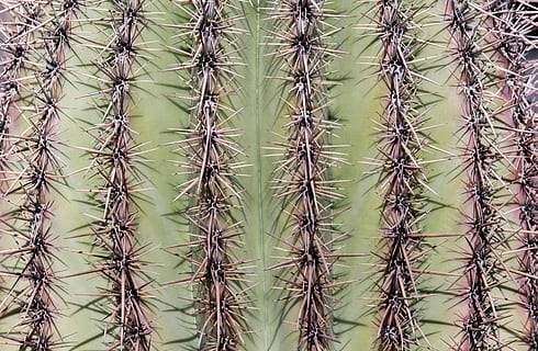 cactus, columna vertebral, agut, espinós, desert, marc complet, espina, fons, planta suculenta, planta, creixement, naturalesa, cap gent, patró, espigada, dia, primer pla, terra, signe, escena no urbana, bellesa a la natura, a l'aire lliure, senyal d'advertència, 4K, CC0, domini públic, lliure de regalies