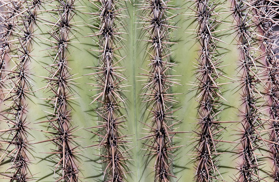 cactus, columna vertebral, agut, espinós, desert, marc complet, espina, fons, planta suculenta, planta, creixement, naturalesa, cap gent, patró, espigada, dia, primer pla, terra, signe, escena no urbana, bellesa a la natura, a l'aire lliure, senyal d'advertència, 4K