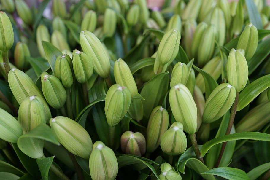 spirende, daisy, grøn, gul, blomst, have, blomstrende, friske klip, blomsterhandler, grøn farve, friskhed, mad, mad og drikke, ingen mennesker, tæt på, baggrunde, skønhed i naturen, plante, grøntsag, natur, sund kost, fuld ramme, dag, blad, vækst, plante del, overflod, stor gruppe af objekter, udendørs, forår, 5K