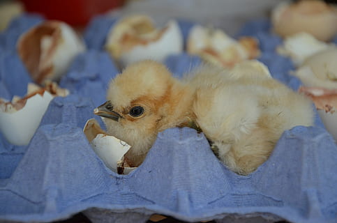 Chicken, Eggshell, Yellow, fish, close-up, animal themes, no people, one animal, indoors, animal, bird, vertebrate, young animal, domestic, pets, domestic animals, mammal, young bird, baby chicken, livestock, focus on foreground, blue, chicken - bird, 4K, CC0, public domain, royalty free