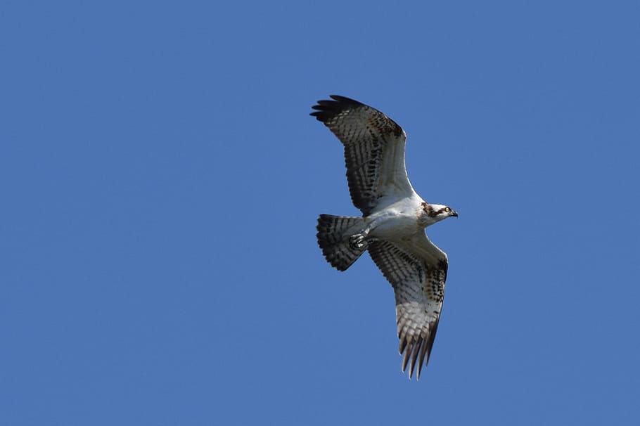 pescador persa, ocell, biesbosch, fauna animal, animal, animals a la natura, temes d'animals, vertebrats, volant, un animal, rapinyaire, ales separades, cel, blau, cel clar, vista d’angle baix, còpia espai, a l'aire, dia, naturalesa, cap gent, assolellat, a l'aire lliure, gavina, falcó - ocell, àguila, 1080P