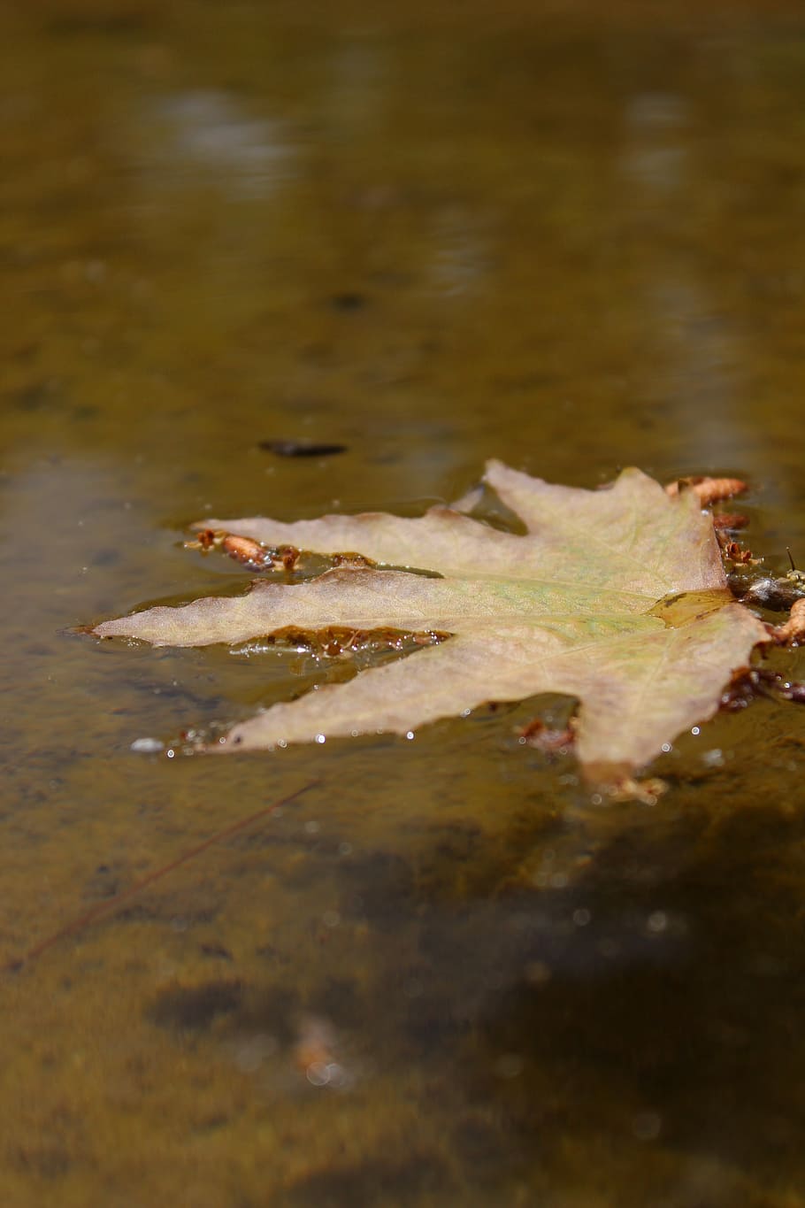 flux, arbre, aigua, riu, full, fulles, naturalesa, tardor, humit, enfocament selectiu, cap gent, dia, primer pla, llac, part de la planta, animal, a l'aire lliure, vertebrats, davant del mar, animals a la natura, temes d'animals, un animal, reflexió, fauna animal, bellesa a la natura, flotant a l'aigua, marí, 5K