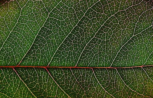 close-up, green, leaf, macro, pattern, texture, veins, nature, backgrounds, plant, green Color, full frame, plant part, natural pattern, no people, leaf vein, textured, extreme close-up, day, outdoors, beauty in nature, magnification, environment, concentric, 4K, CC0, public domain, royalty free