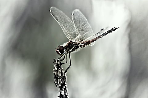 libellula, insetto, ala, vicino, invertebrato, animali allo stato selvatico, ala animale, avvicinamento, fauna selvatica, temi animali, animale, un animale, concentrarsi sulle conoscenze acquisite, nessuno, pianta, natura, giorno, ramoscello, all'aperto, messa a fuoco selettiva, bellezza nella natura, zoologia, condizione naturale, 4K, CC0, dominio pubblico, privo di copyright