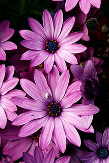 Blume, violett, Frühling, Natur, Blütenblatt, Pflanze, lila, pinke Farbe, Nahansicht, blühende Pflanze, Zerbrechlichkeit, Verletzlichkeit, Blütenkopf, Blütenstand, Frische, Schönheit in der Natur, Wachstum, Osteospermum, Pollen, keine Leute, Tag, Fokus auf den Vordergrund, draußen, 2K, CC0, gemeinfrei, lizenzfrei