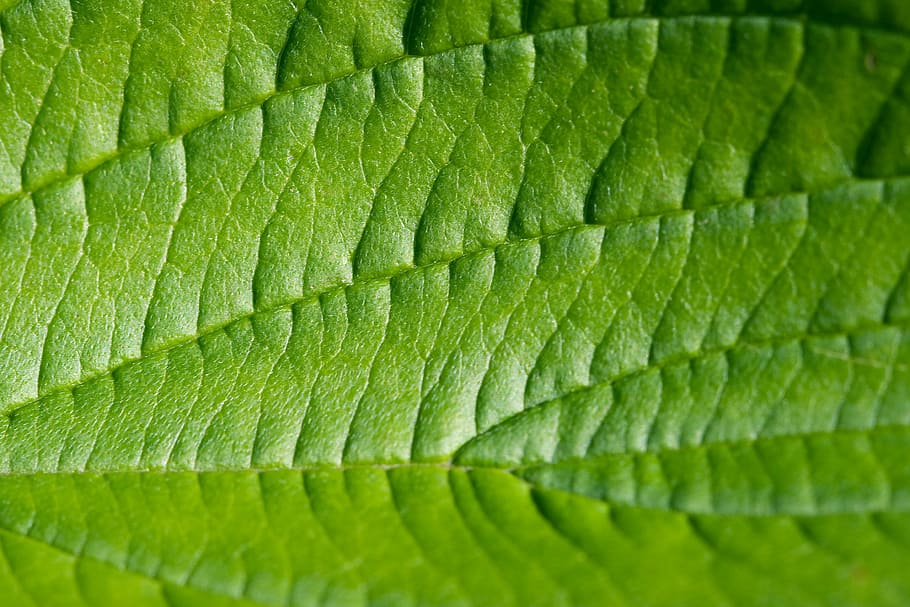 primer pla, foto, verd, full, macro, estructura, textura, naturalesa, planta, detall, flora, natural, botànica, primavera, fullatge, fresc, orgànic, venes, medi ambient, floral, botànic, creixement, ecologia, jardí, biologia, ambiental, ecològic, frescor, teló de fons, fons, color verd, part de la planta, marc complet, vena de la fulla, cap gent, patró natural, bellesa a la natura, dia, patró, enfocament selectiu, a l'aire lliure, fulles, 2K