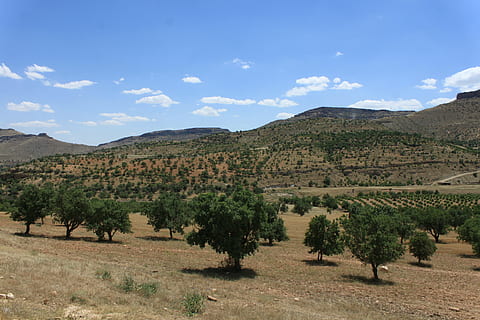 natură, peisaj, copac, nor, Curcan, curcan naturale, pășune, Mardin, plantă, cer, Munte, mediu inconjurator, scenice - natura, scenă non-urbană, frumusețe în natură, teren, nici o persoana, o scenă liniștită, liniște, destinații de călătorie, zi, nor - cer, în aer liber, idilic, călătorie, climat, arid clima, semi-arid, 4K, CC0, domeniu public, fără drepturi de autor
