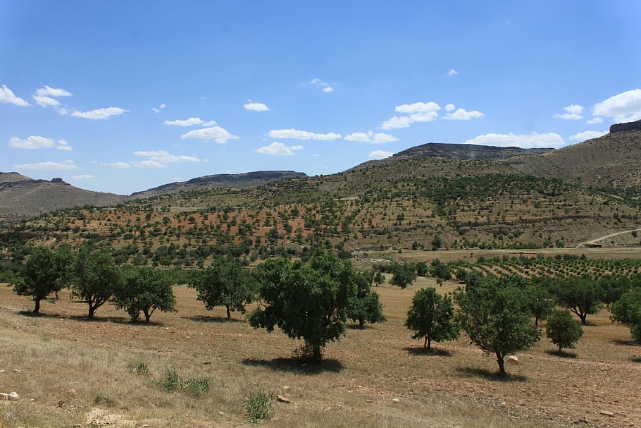 Příroda, krajina, strom, mrak, krocan, přírodní krůta, pastviny, mardin, rostlina, nebe, hora, životní prostředí, scenics - příroda, mimoměstské scény, krása v přírodě, přistát, nikdo, klidné scény, klid, destinace, den, mrak - nebe, venku, idylický, cestovat, klimatu, suché podnebí, polosuchý, 4K