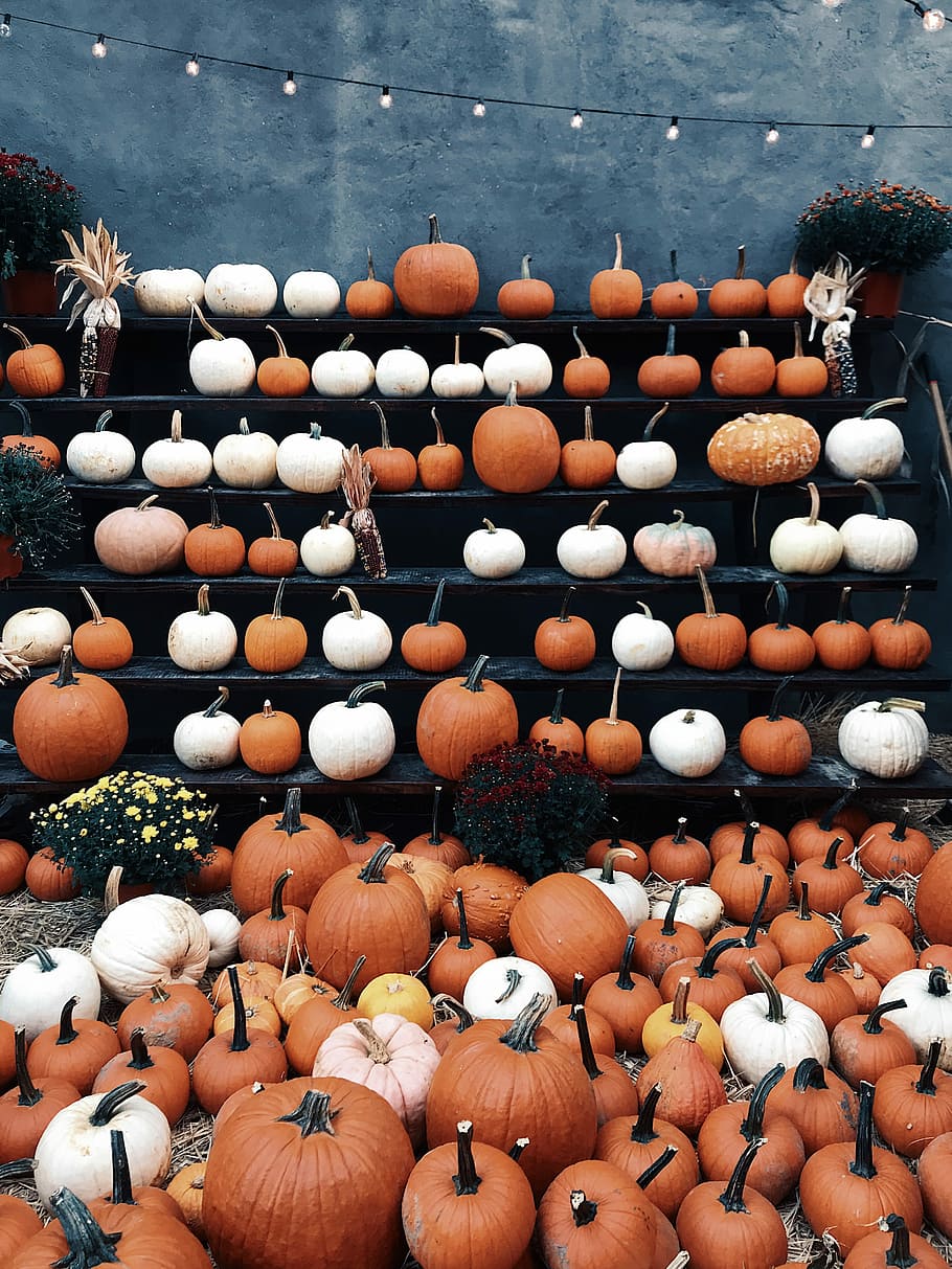 runden, braun, Weiß, Dekor viel, farblich sortiert Laternendekor viel, Kürbis, Kürbisbeet, Jack o Laterne, Orange, Halloween, Ernte, fallen, große gruppe von gegenständen, Fülle, Essen und Trinken, Anordnung, Wahl, Lebensmittel, keine Leute, zu verkaufen, Variation, Gemüse, Markt, Verkauf, Tag, Frische, gesundes Essen, Stapel, Stillleben, Wohlbefinden, Marktstand, draußen, Verkaufsdisplay, 4K