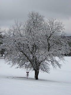 winter, boom, kamp, sneeuw, koude temperatuur, schoonheid in de natuur, witte kleur, fabriek, natuur, kalmte, land-, scenics - natuur, bevroren, tak, rustige scène, aan het bedekken, kale boom, milieu, veld-, een persoon, buitenshuis, extreem weer, sneeuwen, 2K, CC0, publiek domein, royaltyvrij