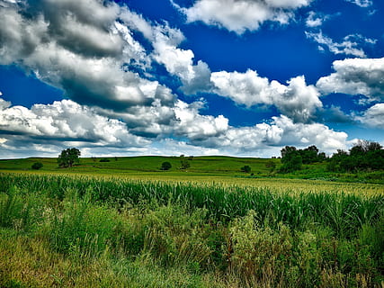 žalias, žolės laukas, Debesuota, dangus, kukurūzai, kukurūzų laukas, lauke, pasėlių, Žemdirbystė, kraštovaizdį, vaizdingas, vasara, debesys, iowa, hdr, pastoracija, pobūdį, Šalis, kaimo, ūkis, kalvos, valcavimas, augalų, žemės, debesis - dangus, žalia spalva, grožis gamtoje, aplinką, vaizdai - gamta, ramioje scenoje, ramybė, augimą, kaimo scenoje, žolė, dieną, medis, nėra žmonių, 1080P, CC0, Viešasis domenas, nemokamai