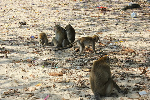 mico, animals, naturalesa, temes d'animals, animal, grup d’animals, mamífer, fauna animal, vertebrats, animals a la natura, terra, dia, cap gent, grup mitjà d'animals, tres animals, camp, primat, vista d’angle alt, animal jove, mascotes, a l'aire lliure, família d’animals, herbívors, 5K, CC0, domini públic, lliure de regalies