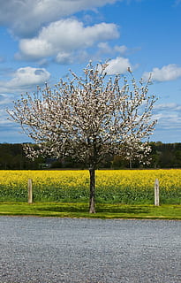 strom, květiny, jaro, třešeň, silnice, jaro, třešeň, Příroda, nebe, květ, modrý, venku, venkovské scény, krajina, sezóna, krása v přírodě, rostlina, mrak - nebe, tráva, růst, kvetoucí rostlina, klidné scény, den, klid, pole, scenics - příroda, přistát, nikdo, svěžest, Třešňový květ, 2K