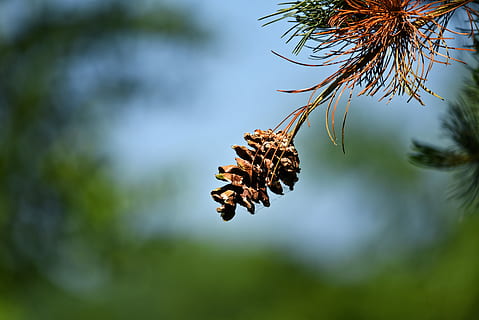 selektiv, fokus fotografering, brun, tallskott, tall, frukt, nål, barrträd, gren, växt, skönhet i naturen, natur, träd, fokusera på förgrunden, närbild, inget folk, insekt, djurteman, djur-, djurliv, dag, ryggradslös, selektiv fokusering, djur i det vilda, utomhus, grön färg, tillväxt, pollinering, blomhuvud, 5K, CC0, offentligt domän, royaltyfria