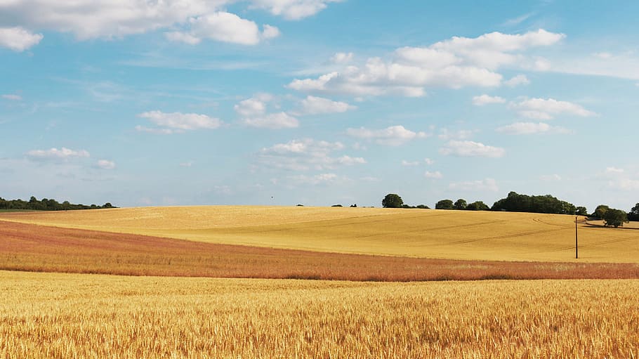 Weizenfeld, tagsüber, Kornfeld, Weizenfelder, Feld, Weizen, Landwirtschaft, Getreide, Wolke, ländlich, Landschaft, Himmel, epi, Frankreich, Spikes, Pflanze, Land, Umgebung, ländliche Szene, Getreidepflanze, ruhige Szene, Ruhe, wolke - himmel, Ernte, Szenen - Natur, Wachstum, Schönheit in der Natur, keine Leute, Natur, Baum, Bauernhof, draußen, hügelige Landschaft, 5K