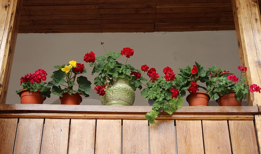blomster, gryder, vindue, rustik, arrangement, plante, blomst, blomstrende plante, natur, potteplante, træ - materiale, vækst, ingen mennesker, skønhed i naturen, friskhed, indendørs, dag, grøn farve, blad, blomsterkrukke, bord, arkitektur, plante del, forår, blomsterhoved, havearbejde, 4K