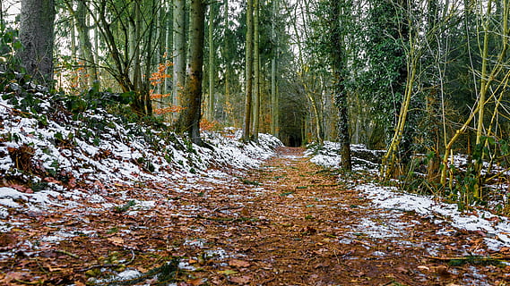 bosc, Camí, lluny, arbres, naturalesa, camí forestal, fulles, gelada, neu, hivern, arbre, a l'aire lliure, cap gent, planta, terra, creixement, bellesa a la natura, tranquil·litat, el camí a seguir, direcció, escena tranquil·la, escena no urbana, dia, tardor, escenics - natura, sendera, full, tronc de l'arbre, canvi, 2K, CC0, domini públic, lliure de regalies