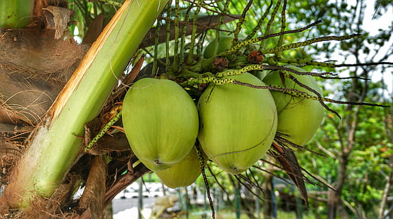 mare, nucă de cocos, gătire, creştere, agăţat, buchet, frunze, fruct, alimente, natură, tropical, copac, agricultură, în aer liber, palmier, culoare, fermă, mancare si bautura, mâncat sănătos, prospeţime, plantă, Culoarea verde, climat tropical, bunăstare, fruct tropical, nici o persoana, copac tropical, zi, necopt, copt, 4K, CC0, domeniu public, fără drepturi de autor