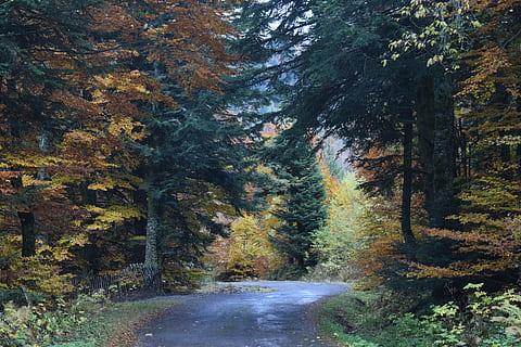 Holz, Pfad, Farben, fallen, Berg, Landschaft, Wald, Bäume, Wandern, Natur, Feld, Blätter, Kofferraum, untypisch, Grün, Reiten, Baum, Pflanze, Herbst, Schönheit in der Natur, Wachstum, Veränderung, Richtung, Ruhe, der Weg nach vorn, keine Leute, Straße, ruhige Szene, Szenen - Natur, Land, Tag, Nicht-städtische Szene, Transport, draußen, fließendes Wasser, 5K, CC0, gemeinfrei, lizenzfrei