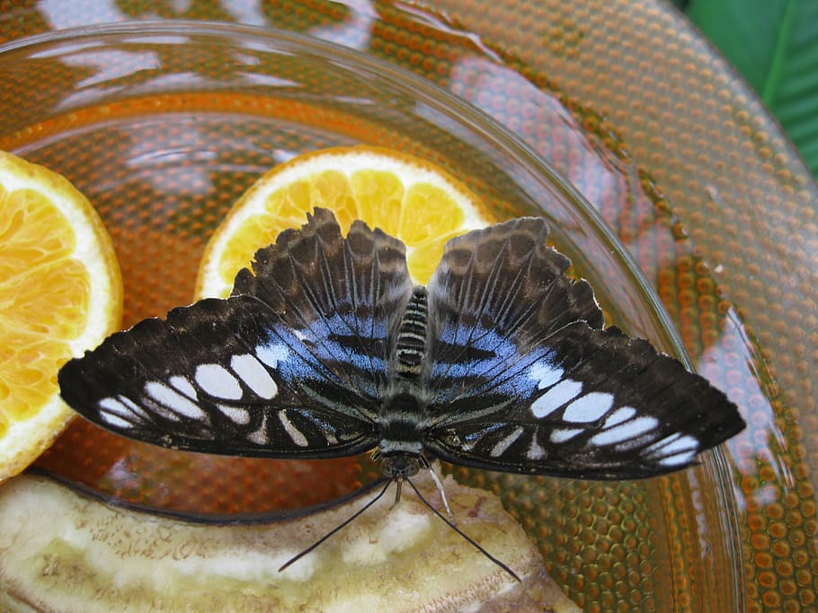 papallona, animal, arna, insecte, Proboscis, fauna animal, ala dels animals, temes d'animals, un animal, papallona - insecte, invertebrat, animals a la natura, primer pla, cap gent, bellesa a la natura, naturalesa, marques d’animals, a l'aire lliure, dia, aigua, patró, vista d’angle alt, vertebrats, marí, 4K