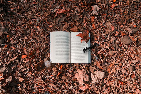 libro, perso, foresta, libro da leggere, nero, incorniciato, occhiali da sole, giorno, bicchieri, Aperto, pagina, testo, foglia, parte vegetale, autunno, modificare, vista dall'alto, le foglie, pubblicazione, direttamente sopra, asciutto, natura, nessuno, terra, campo, caduta, all'aperto, Marrone, formazione scolastica, 5K, CC0, dominio pubblico, privo di copyright