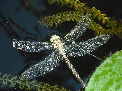 Nahaufnahmen, braun, Libelle, Insekt, Makro, Tiere in freier Wildbahn, Tierwelt, Wasser, ein Tier, Tierthemen, Tier, Meer, Natur, Wirbeltier, keine Leute, unter wasser, Nahansicht, Reptil, Sonnenlicht, High Angle View, draußen, Leben im Meer, Schwimmen, Marine, Seestern, 2K, CC0, gemeinfrei, lizenzfrei